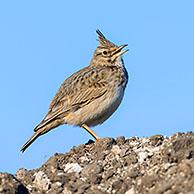 Crested lark (Galerida cristata / Alauda cristata) singing in field in spring